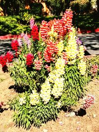 Close-up of red flowers