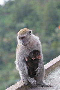 Young monkey embracing mother on railing