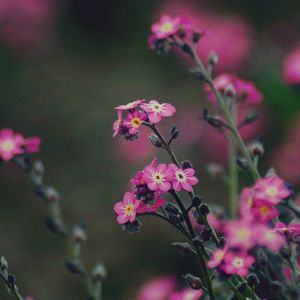 Close-up of pink flowers