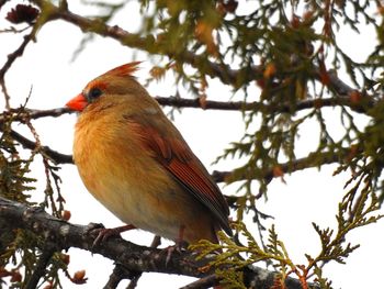 Close-up of bird perching on tree