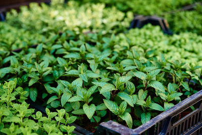 Green seedlings in pot for sale at farmer market.