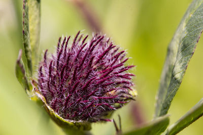 Close-up of purple thistle flower