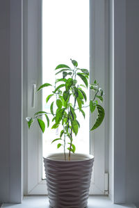 Close-up of potted plant on window sill at home