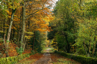 Road amidst trees in forest during autumn