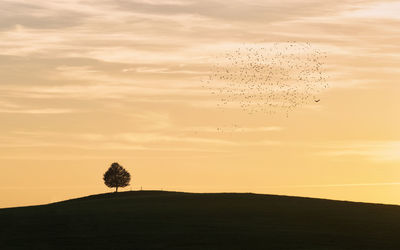 Silhouette trees on field against sky at sunset