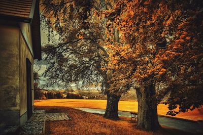 Trees in park