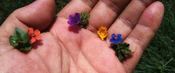 Close-up of hand on flower