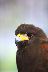 Close-up of a bird looking away