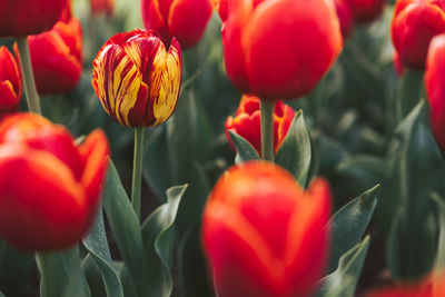 Close-up of red tulips