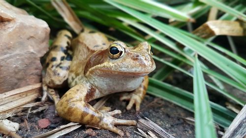 Close-up of frog on field