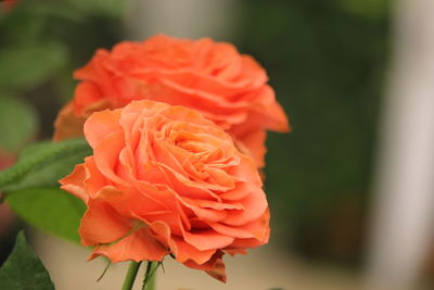 Close-up of rose flower
