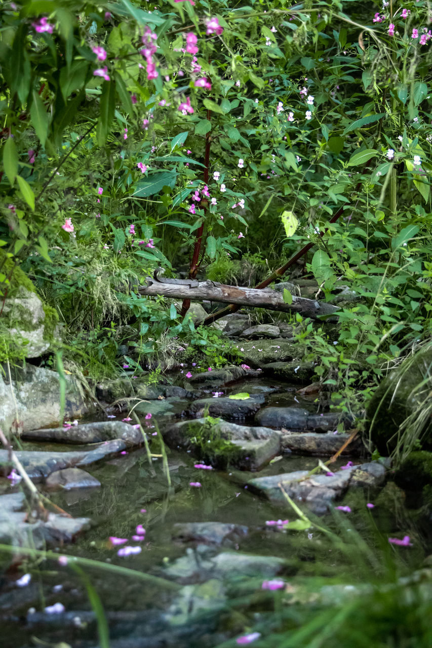 CLOSE-UP OF PLANTS IN WATER