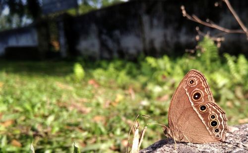 Close-up of butterfly on grass