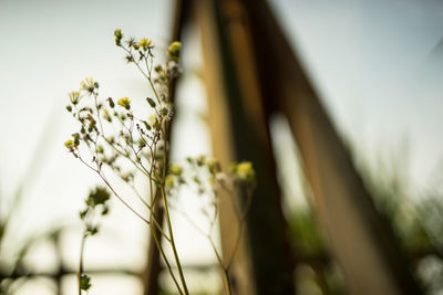 Close-up of white flowers