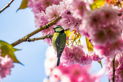 Close-up of cherry blossoms in spring