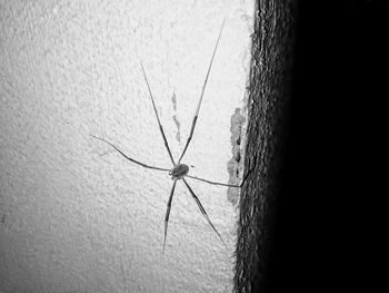 Close-up of spider on wall