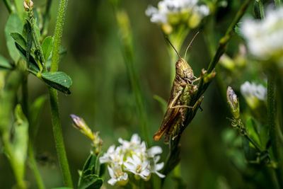 Close-up of butterfly on plant