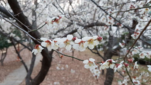 Close-up of cherry blossoms in spring