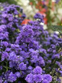 Close-up of purple flowering plants on field