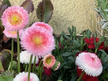 High angle view of pink flowering plants