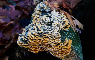 Close-up of mushroom growing on tree trunk