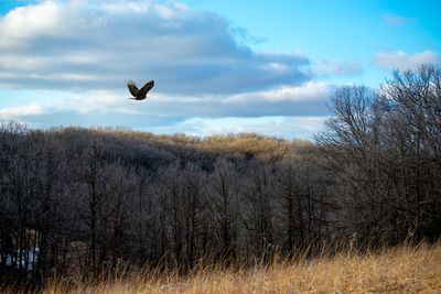 Bird flying over the sky