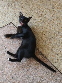 High angle view of black cat sitting outdoors