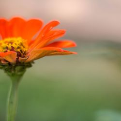 Close-up of orange flower petal