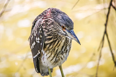 Close-up of bird perching outdoors