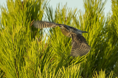 Bird flying in a grass