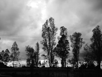 Low angle view of trees against sky