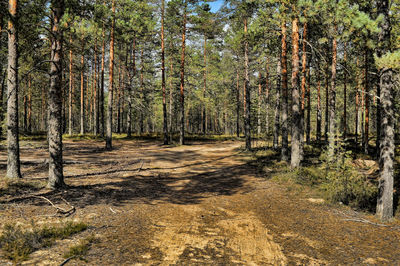 Trees growing in forest