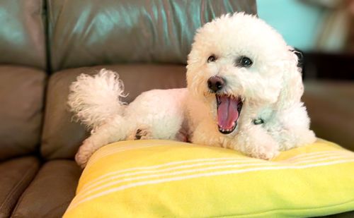 Close-up of dog relaxing on bed at home