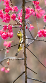 Bird perching on cherry blossom tree