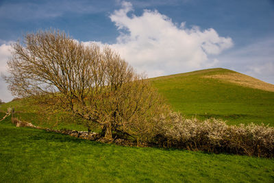 Scenic view of grassy field against sky