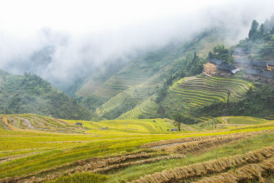 Scenic view of rice field against sky