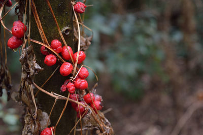 Red berries growing outdoors