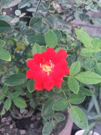 High angle view of red hibiscus blooming outdoors