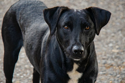 Close-up portrait of black dog