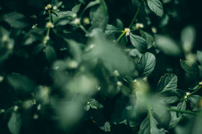 Full frame shot of flowering plants