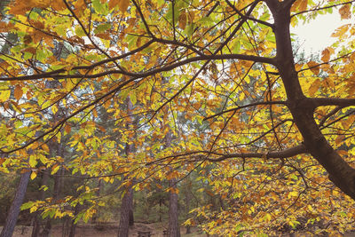 Low angle view of trees in forest during autumn