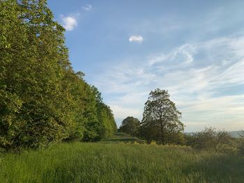 Trees on field against sky