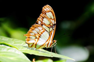 Close-up of butterfly on leaf