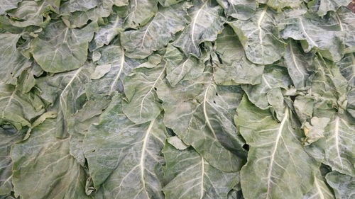 Full frame shot of green leaves