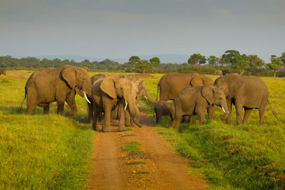 The african bush elephant