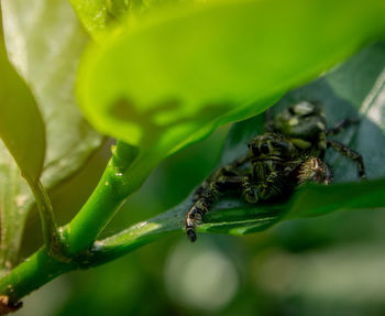 Close-up of insect on plant