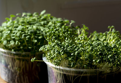 Plastic containers with arugula and watercress. plastic containers for food are  used as utensils