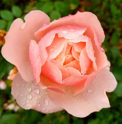 Close-up of wet pink rose blooming outdoors