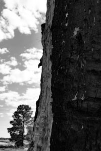 Low angle view of tree trunk