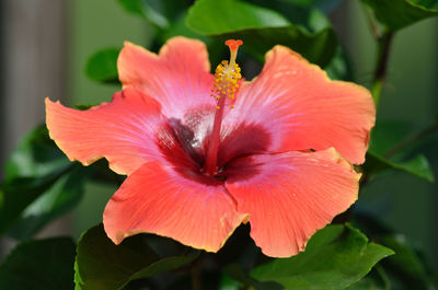 Close-up of hibiscus blooming outdoors